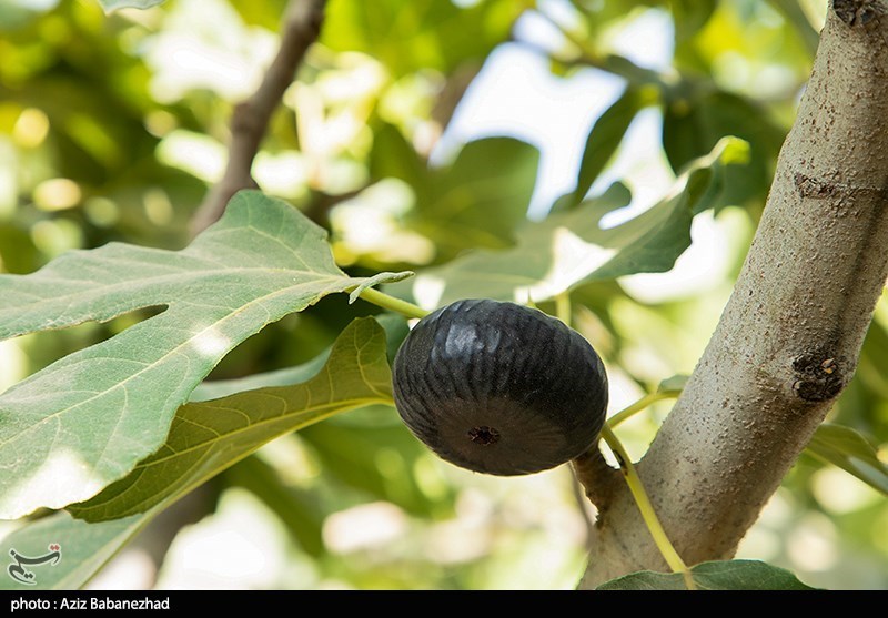 تغذیه سالم , بهداشت و درمان ,