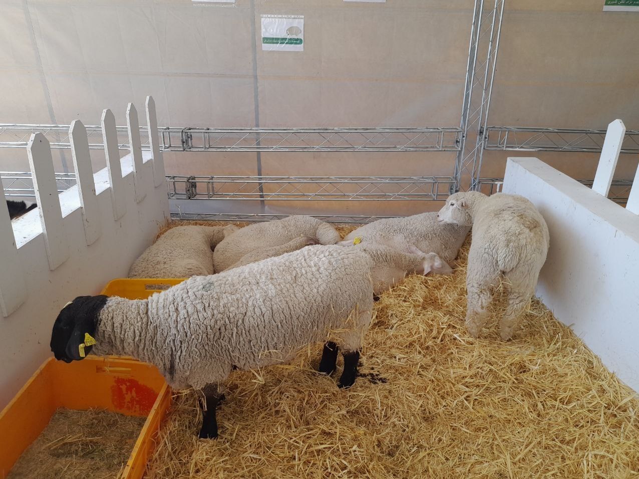 مرغ ایرانی , صادرات , 