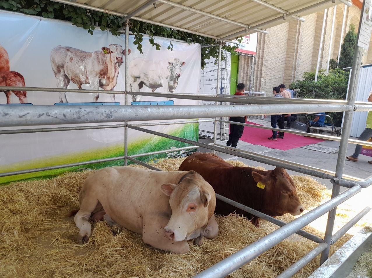 مرغ ایرانی , صادرات , 