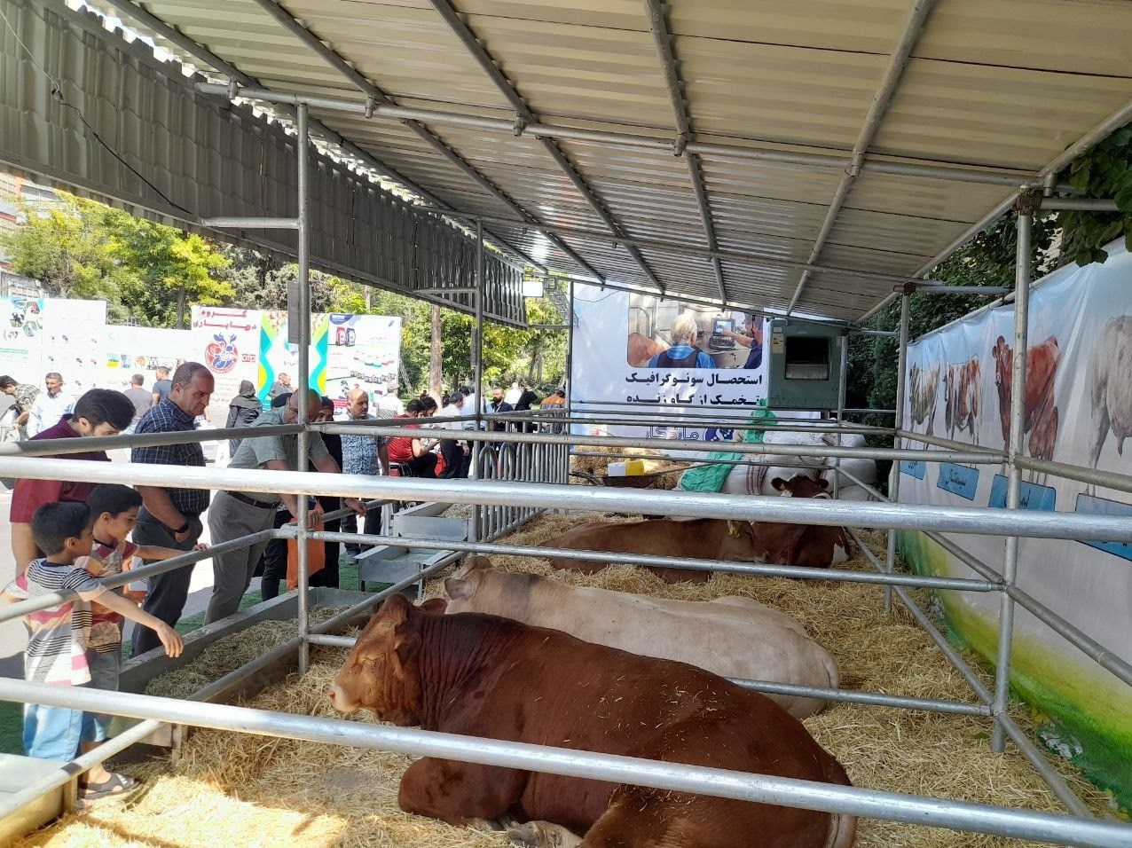 مرغ ایرانی , صادرات , 