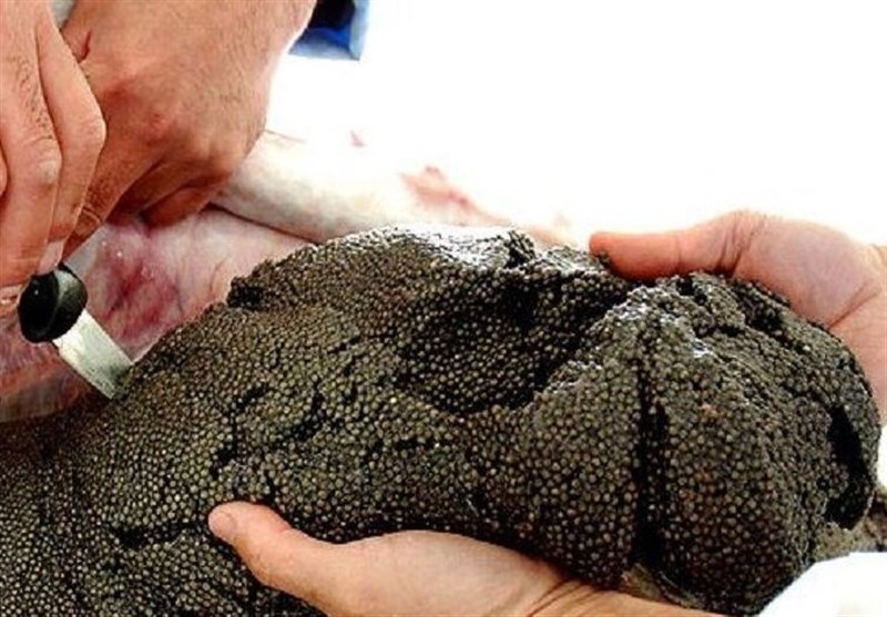 استخراج 10 کیلوگرم خاویار از شکم یک فیل‌ماهی 90 کیلویی در لرستان + فیلم‌