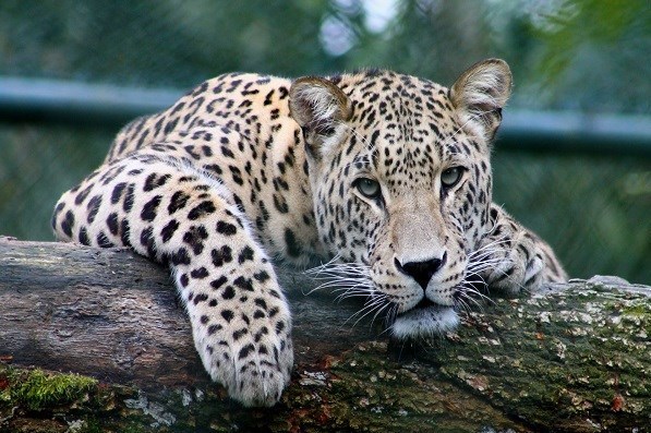 "بیمه حیات وحش" لابه‌لای تبصره‌های مجلس حذف شد!