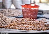 برداشت گردو از باغات گردوی شهر الشتر