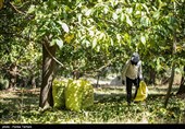 برداشت گردو از باغات گردوی شهر الشتر