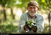 برداشت گردو از باغات گردوی شهر الشتر