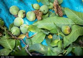 برداشت گردو از باغات گردوی شهر الشتر