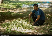 برداشت گردو از باغات گردوی شهر الشتر
