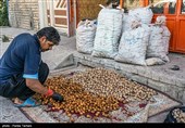 برداشت گردو از باغات گردوی شهر الشتر