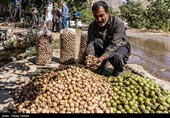برداشت گردو از باغات گردوی شهر الشتر