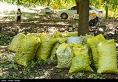 برداشت گردو از باغات گردوی شهر الشتر