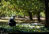 برداشت گردو از باغات گردوی شهر الشتر