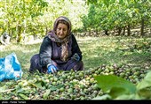 برداشت گردو از باغات گردوی شهر الشتر
