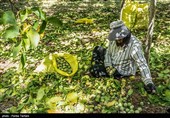 برداشت گردو از باغات گردوی شهر الشتر