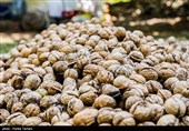 برداشت گردو از باغات گردوی شهر الشتر