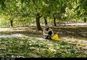 برداشت گردو از باغات گردوی شهر الشتر
