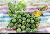 برداشت گردو از باغات گردوی شهر الشتر