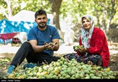 برداشت گردو از باغات گردوی شهر الشتر