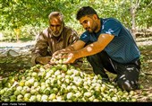 برداشت گردو از باغات گردوی شهر الشتر