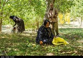 برداشت گردو از باغات گردوی شهر الشتر