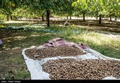 برداشت گردو از باغات گردوی شهر الشتر