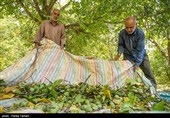 برداشت گردو از باغات گردوی شهر الشتر