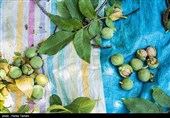 برداشت گردو از باغات گردوی شهر الشتر