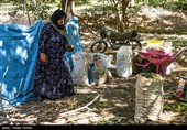 برداشت گردو از باغات گردوی شهر الشتر