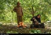 برداشت گردو از باغات گردوی شهر الشتر
