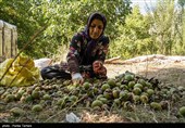 برداشت گردو از باغات گردوی شهر الشتر