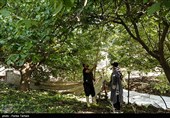 برداشت گردو از باغات گردوی شهر الشتر
