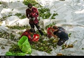 برداشت گردو از باغات گردوی شهر الشتر