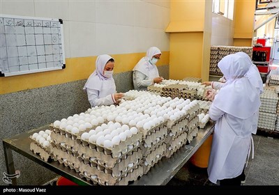 افزایش چشمگیر تولید تخم‌مرغ در تفت با توسعه واحدها
