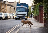 خشکسالی و گرما پای روباه‌ها را به تهران باز کرده است