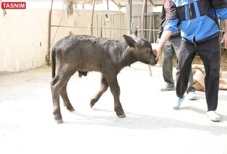 جهاد دانشگاهی , 