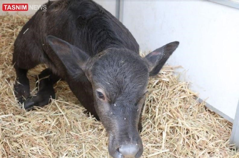 جهاد دانشگاهی , 