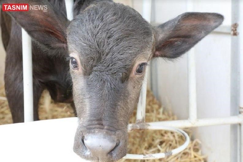 جهاد دانشگاهی , 