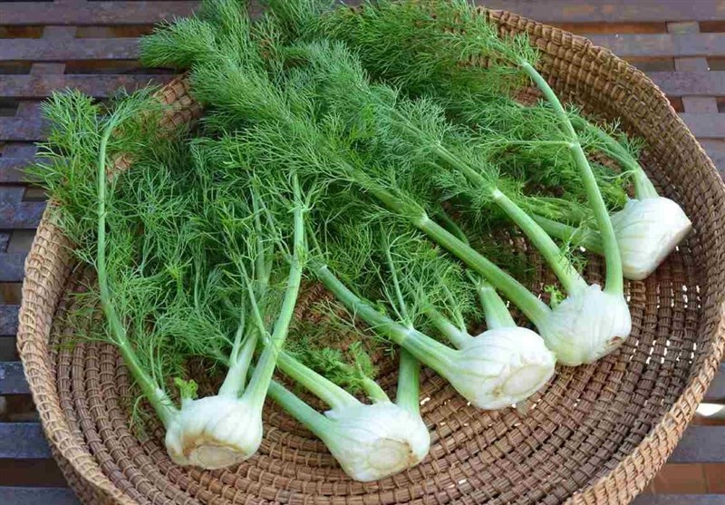 تغذیه سالم , گیاهان دارویی , طب سنتی ,