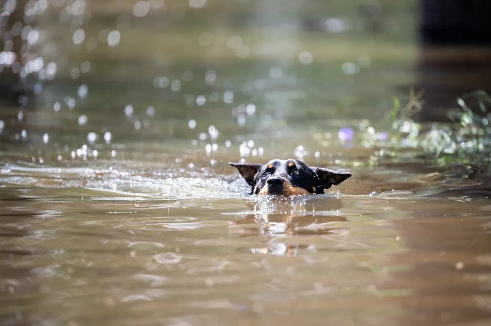 عکس , عکاسی , هنرهای تجسمی , گاردین , کشور استرالیا , 
