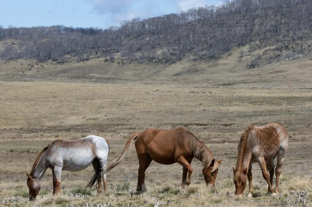 عکس , عکاسی , هنرهای تجسمی , گاردین , کشور استرالیا , 