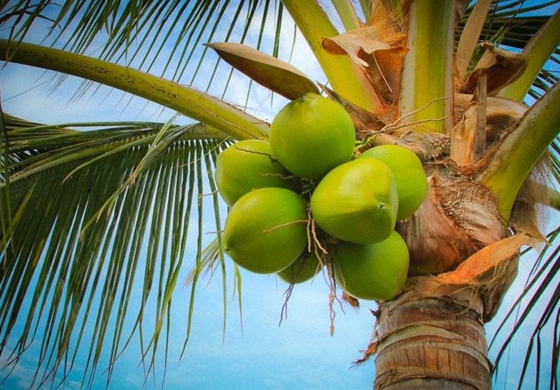 بهداشت و درمان , تغذیه سالم , طب سنتی , 