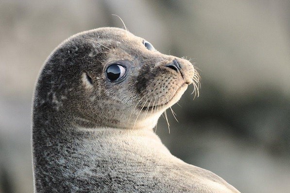 حیات وحش , سازمان محیط زیست , بحران های محیط زیست , 