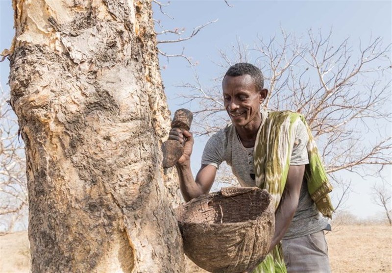 بهداشت و درمان , طب سنتی , تغذیه سالم , 