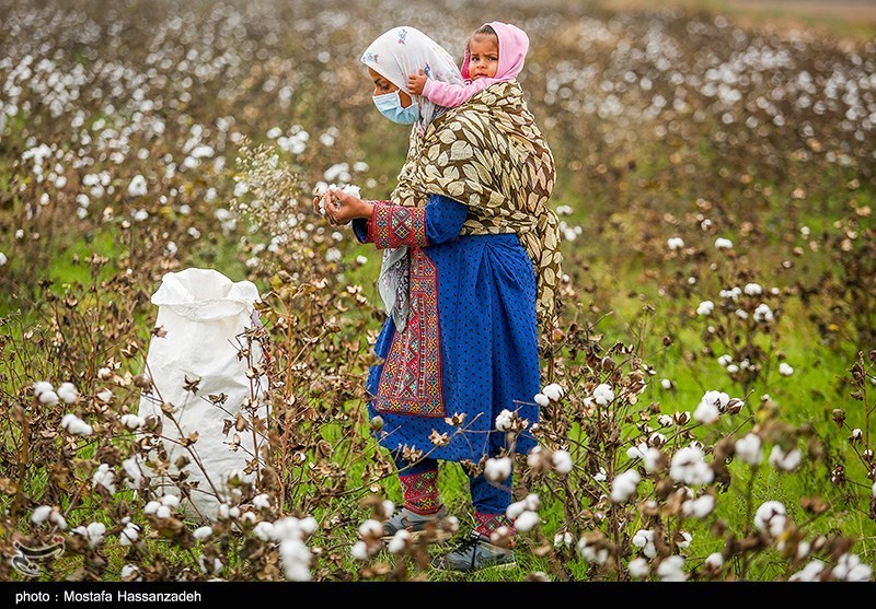 اخبار استان گلستان , کشاورزی , واردات , مافیا ,