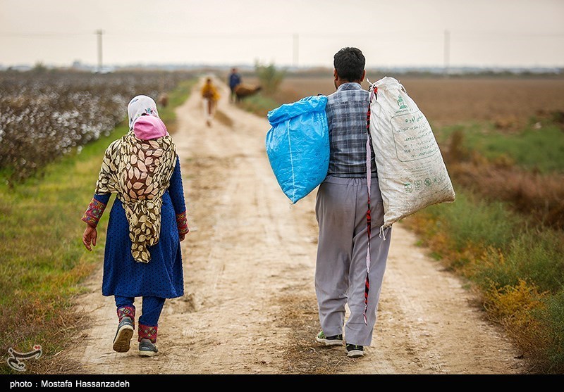 اخبار استان گلستان , کشاورزی , واردات , مافیا ,