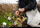 برنامه جامع توسعه کشت پنبه در گلستان اجرایی می‌شود