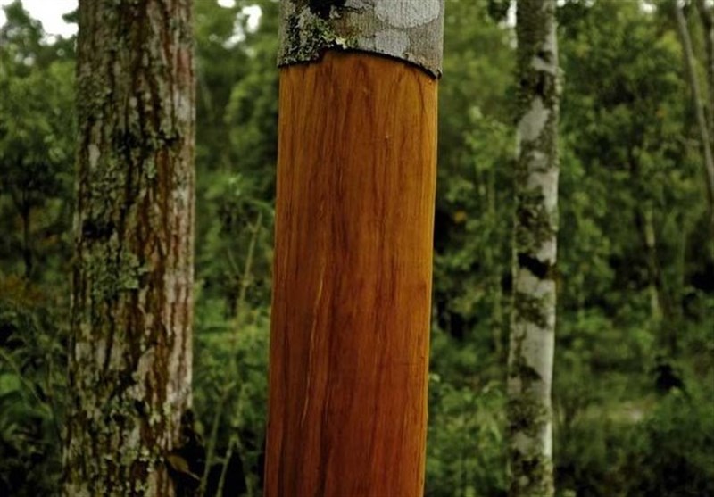 بهداشت و درمان , تغذیه سالم , طب سنتی ,