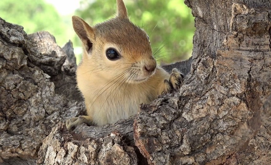 مستند , سینما , جشنواره بینالمللی سینما حقیقت , آذربایجان غربی , استان لرستان , استان کردستان ,