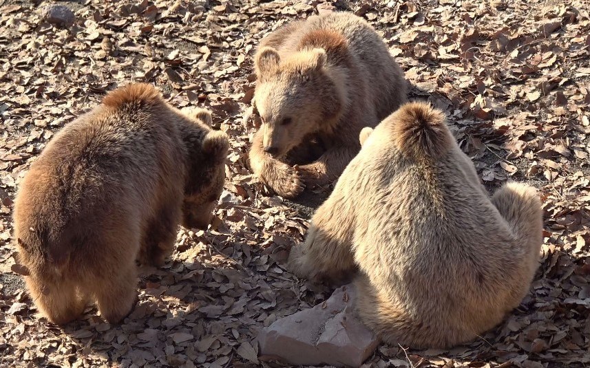 مستند , سینما , جشنواره بینالمللی سینما حقیقت , آذربایجان غربی , استان لرستان , استان کردستان ,