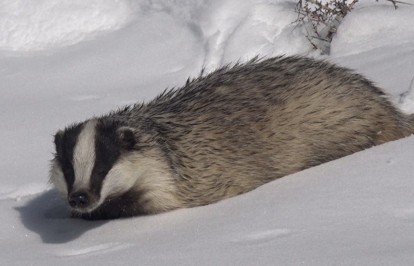 مستند , سینما , جشنواره بینالمللی سینما حقیقت , آذربایجان غربی , استان لرستان , استان کردستان ,