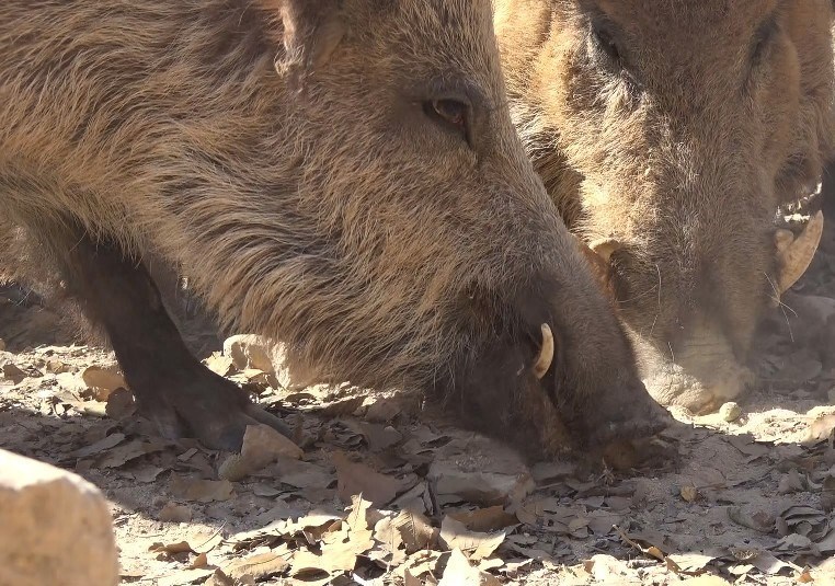مستند , سینما , جشنواره بینالمللی سینما حقیقت , آذربایجان غربی , استان لرستان , استان کردستان ,